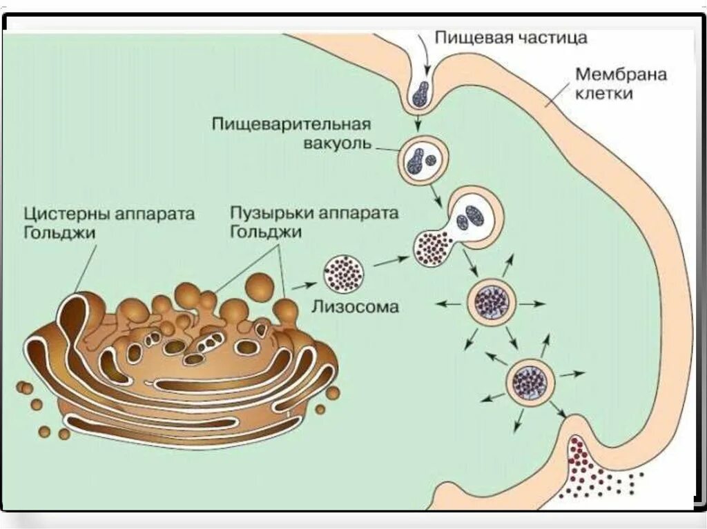 Комплекс Гольджи и лизосомы. Аппарат Гольджи внутриклеточное пищеварение. Аппарат Гольджи Синтез лизосом. Схема расположения и строения аппарата Гольджи. Пищеварительный органоид клетки