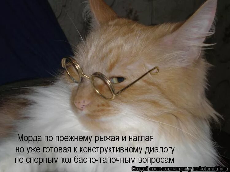 Кот эх. Наглые коты с надписями. смешные рыжие котики с надписями. наглая морда кошки. коты с наглыми мордами.