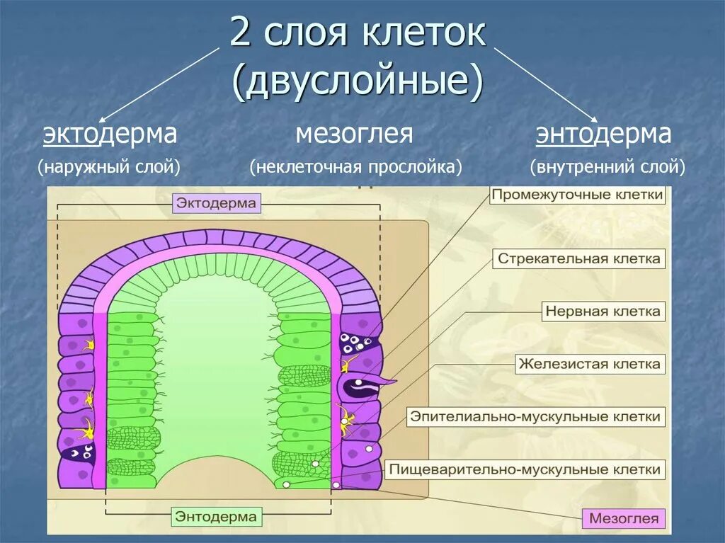 Имеет несколько слоев один. Внутренний слой клеток энтодерма мезоглея эктодерма. Наружный слой клеток. Внутренний слой клеток. Наружный слой клеток животных.