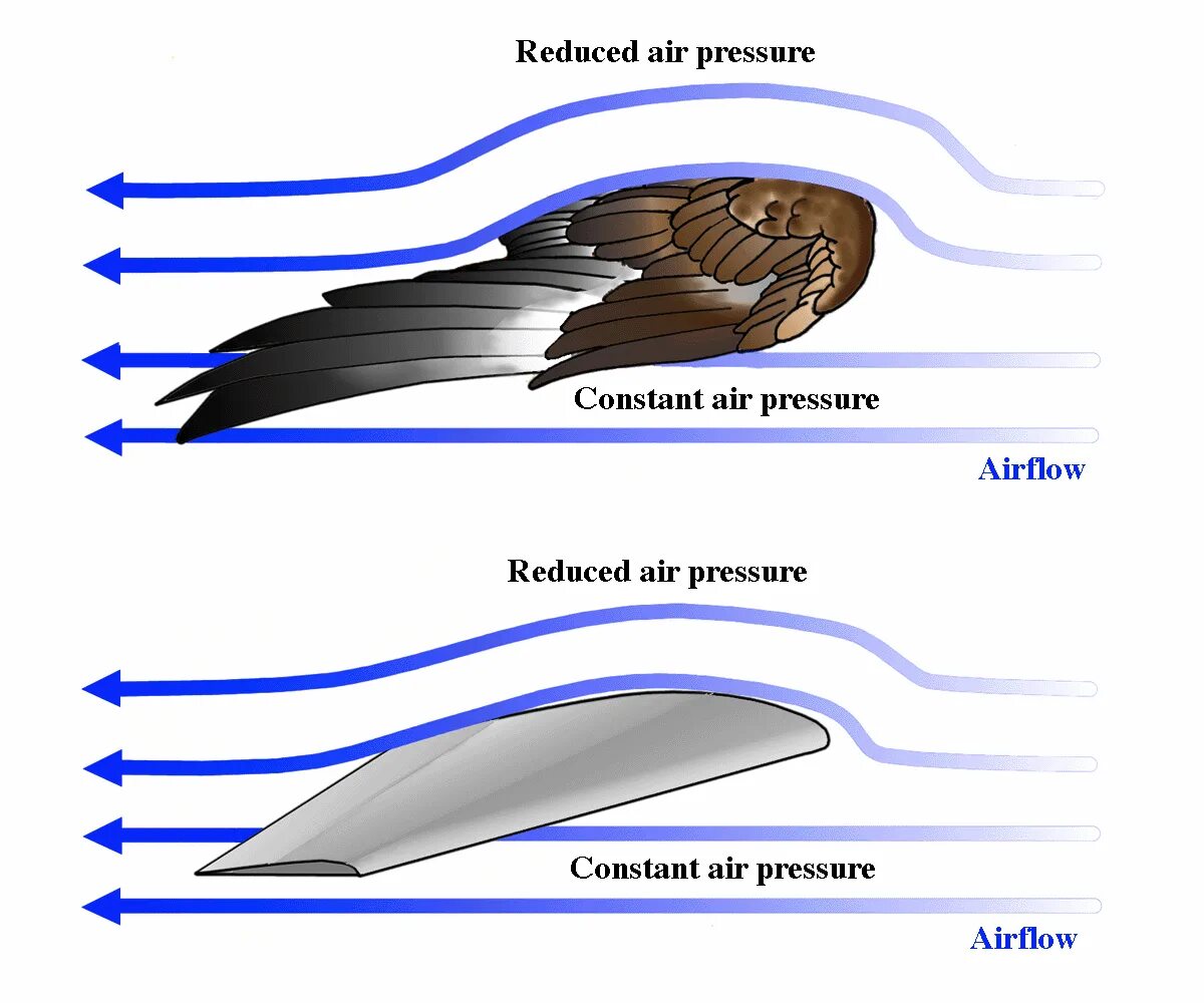 Аэродинамика полета птицы. Аэродинамика крыла самолета подъемная сила. Схема аэродинамических сил крыла. Форма крыла аэродинамика.