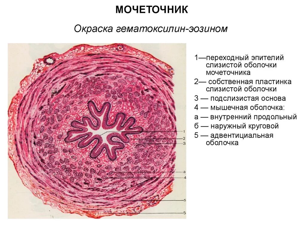 Слои мочеточника. Гистологическое строение мочеточника. Строение мочеточника гистология. Мочеточник поперечный срез окраска гематоксилин эозин. Мочеточник гистологический препарат.