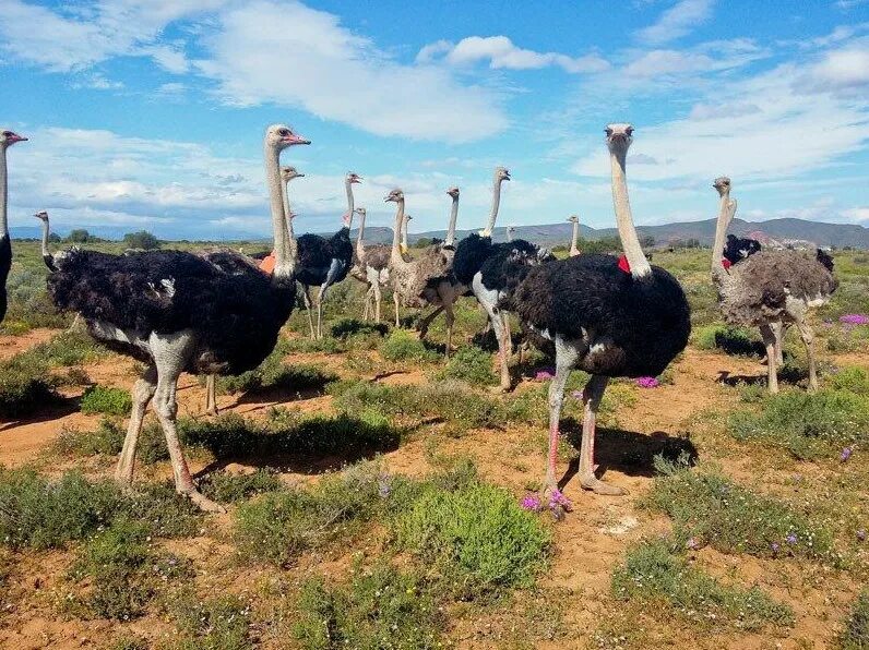Масайский страус. Африканский страус. Страус эму в австралии. Страусы в природе. Африканский страус.