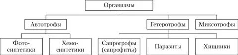 Растения и грибы автотрофы