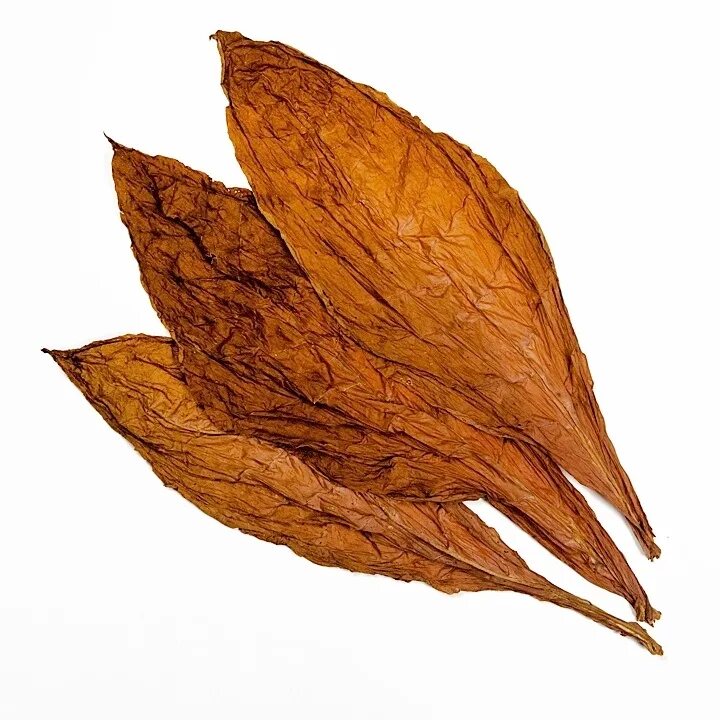 Табак самсун. Табак берли. Сорт табака вирджиния голд. Табачный лист. Табак широколистный листья.