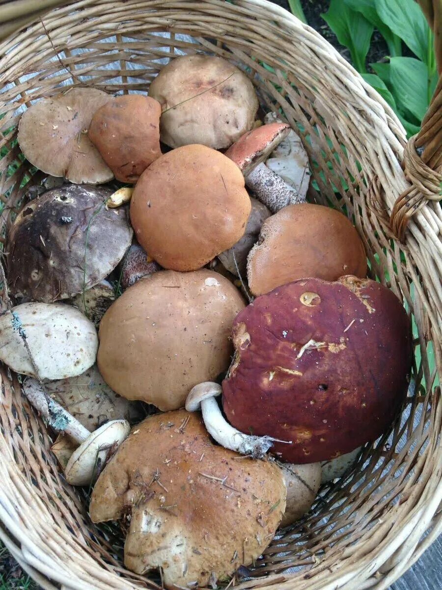 Самые ранние грибы. Первые грибы. Ранние грибы. Самые первые грибы.