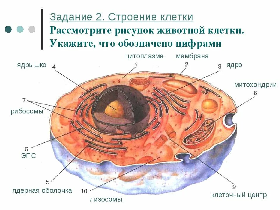 Общее строение организма животного это. Строение животной клетки 8 класс биология. Строение клетки человека рисунок. Строение клетки человека 8 класс. Строение человеческой клетки.