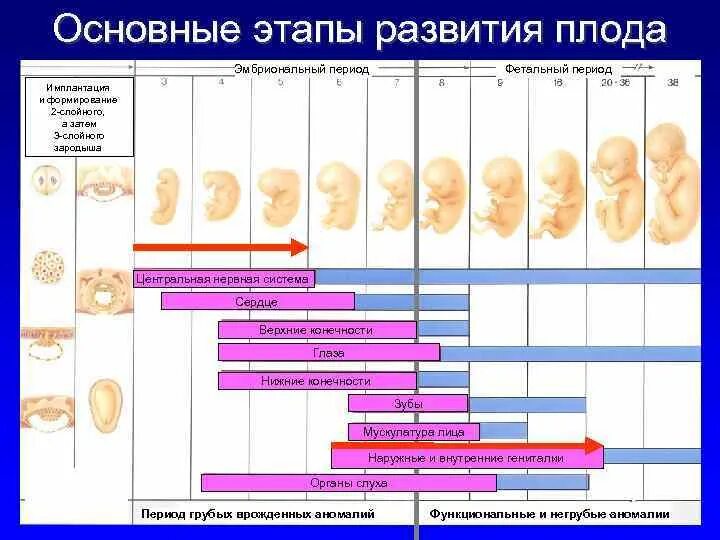 Плод на 1 неделе беременности. Периоды формирования органов плода. Периоды развития плода по неделям. Стадии беременности 1 триместр. Этапы развития эмбриона беременности.