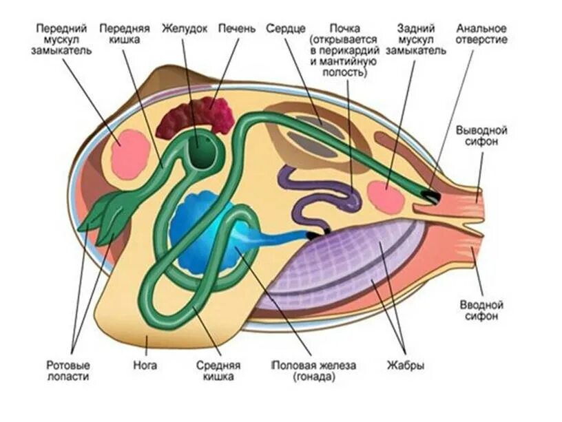 Органы размножения открываются в мантийную полость. Внутреннее строение двустворчатых моллюсков. Перловица обыкновенная строение. Класс двустворчатые внутреннее строение. Класс двустворчатые моллюски выделительная система.