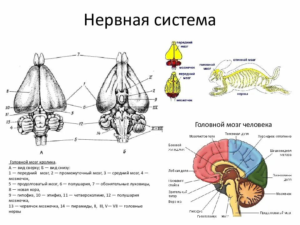 Строение головного мозга животных. Строение головного мозга млекопитающих. головной мозг млекопитающего сверху и снизу. схема строения нервной системы млекопитающих. строение нервной системы кролика.
