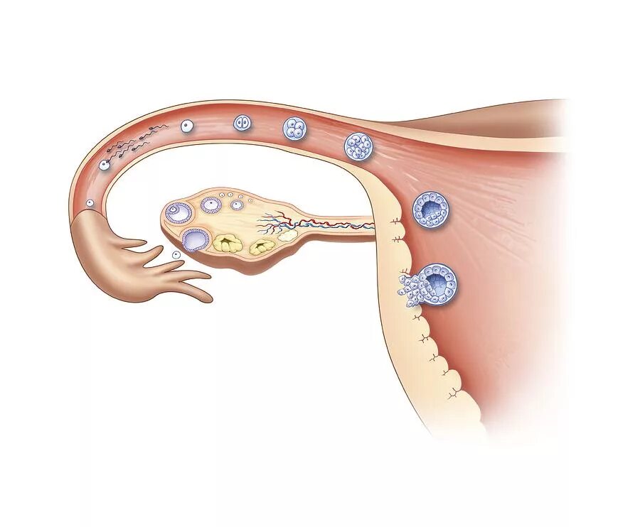 Не оплодотворенная яйцеклетка. Яйцеклетка в матке. Блуждающая яйцеклетка. Женские органы оплодотворение