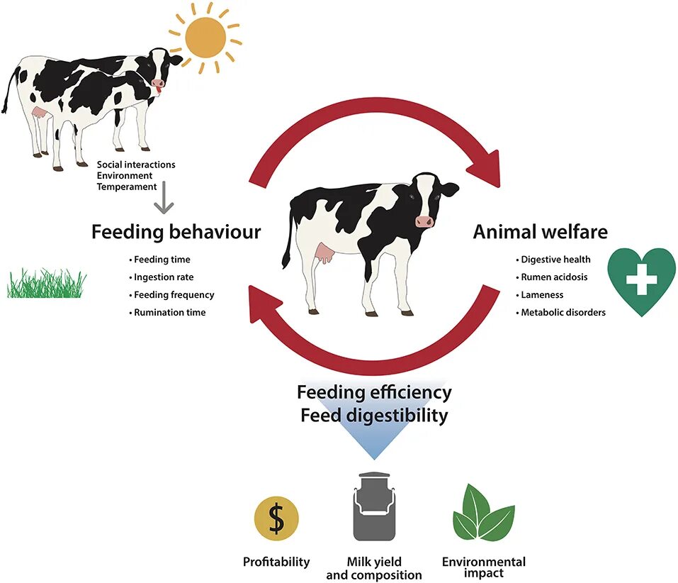 I feed перевод. Feed или feeding. Этап Feed. Жизненный цикл коровы Дейри Ньюс. Classification of Livestock Feeds.