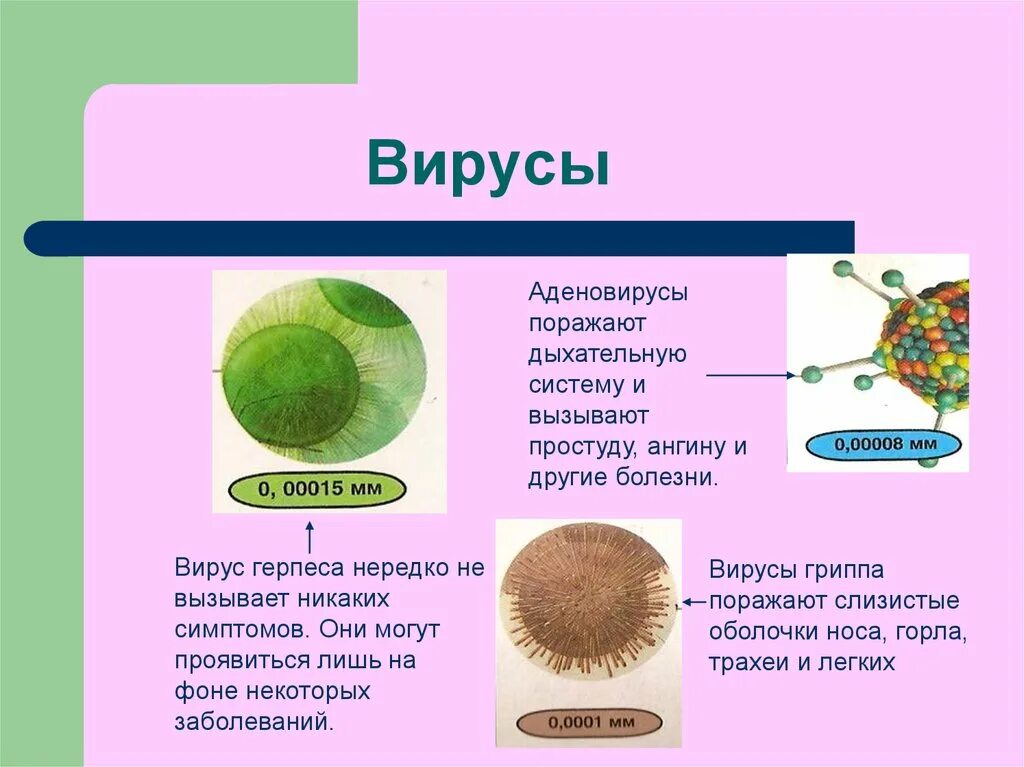 Тип питания вирусов. Вирусы по типу питания. Вирус питается. Способ питания вирусов. Биология 8 вирусы