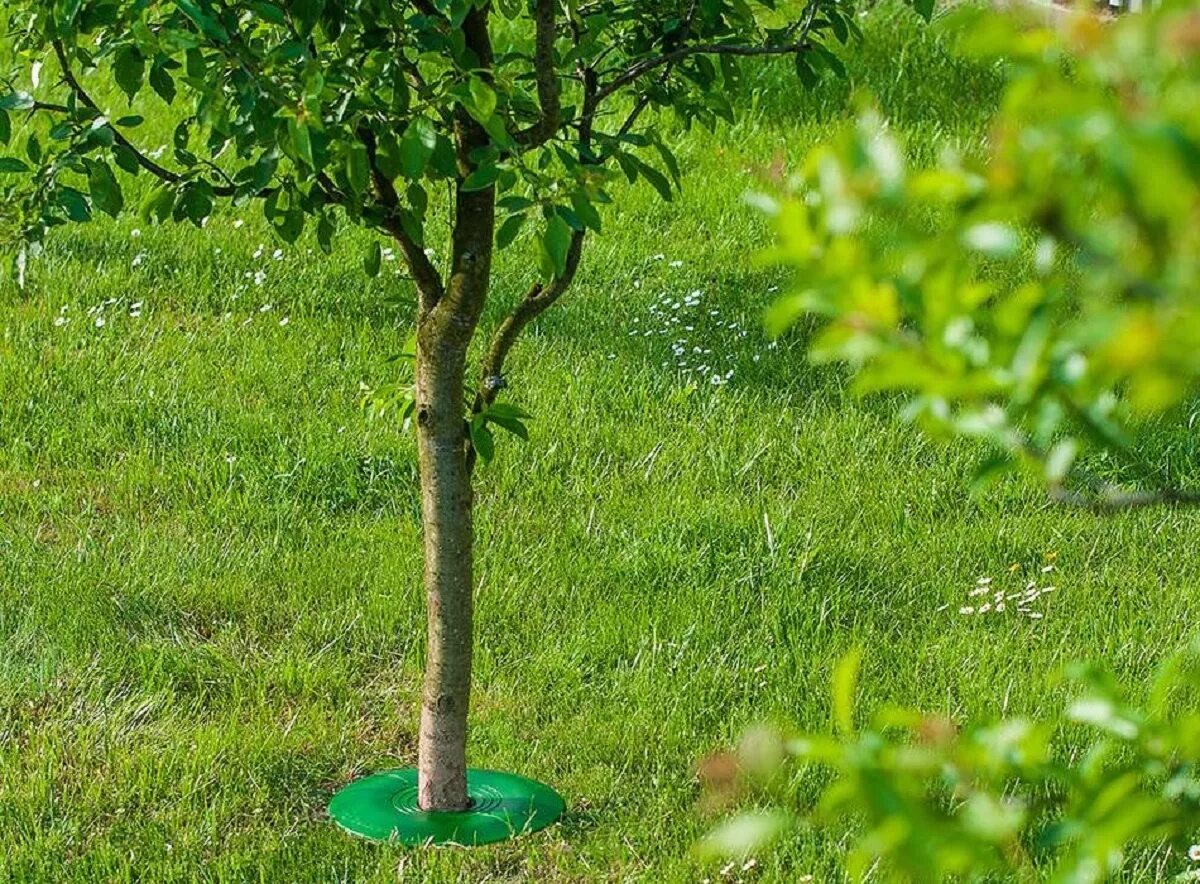 яблоня семеренко саженцы. черешня овстуженка дерево. штамбовая яблоня. яблоня маяк загорья. саженцы яблони сенсей.