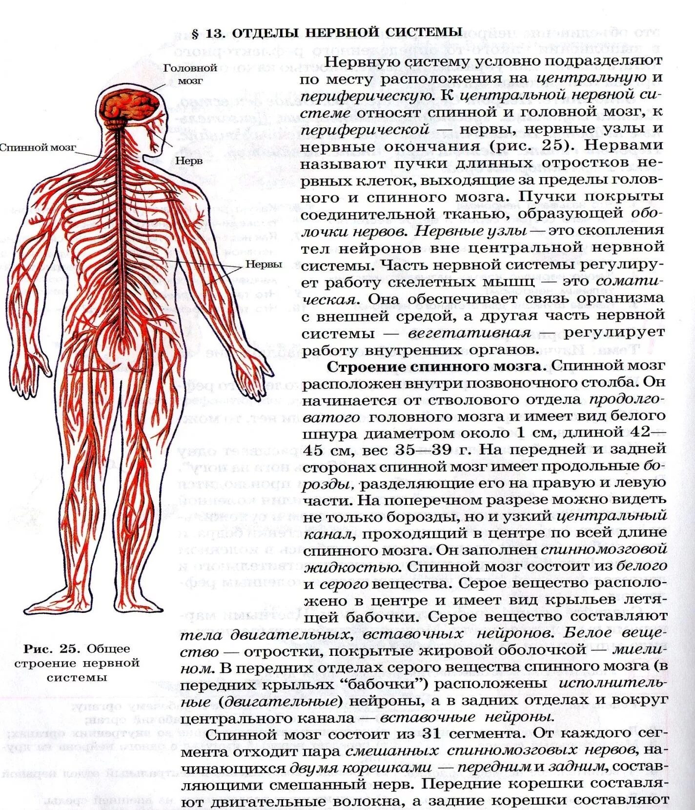 Черепные и спинномозговые нервы. Нервная система на спинной стороне тела. Нервные пучки на теле человека. Периферическая нервная система состоит из спинного и головного мозга.