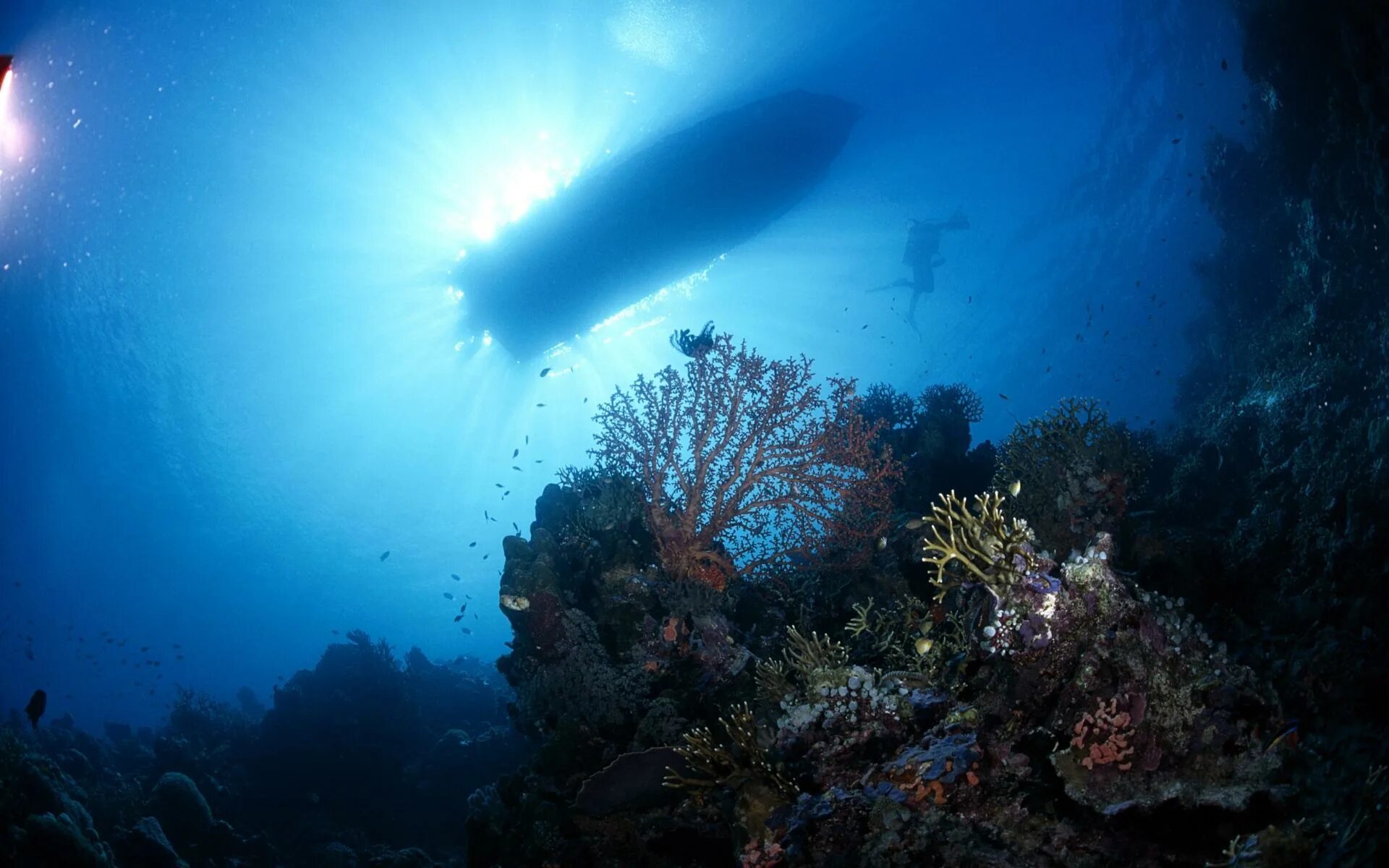 Морское дно. Подводный мир. Дно моря. Дно океана.