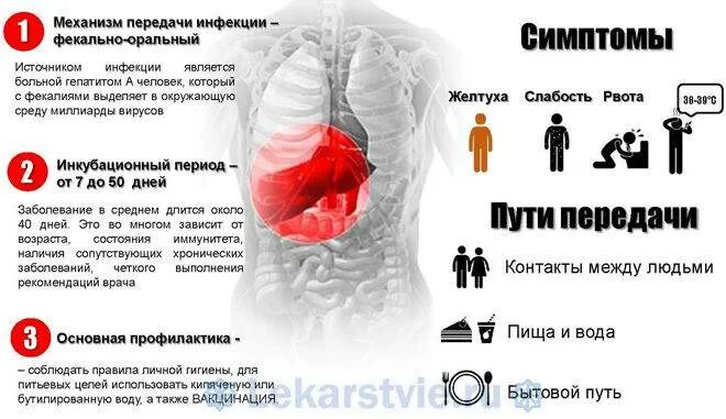 Гепатит а источник инфекции. Профилактика гепатита с.