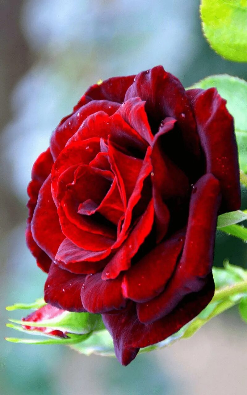 Rose looks like. Rose looks like. Rose looks like. Солеро solero роза. Роза simply gorgeous.