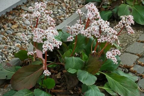 Bergenia crassifolia сырье