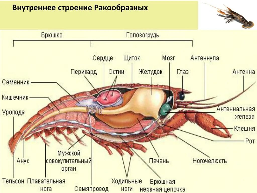 Что содержит рака