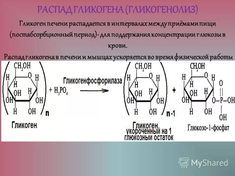 Выработка гликогена