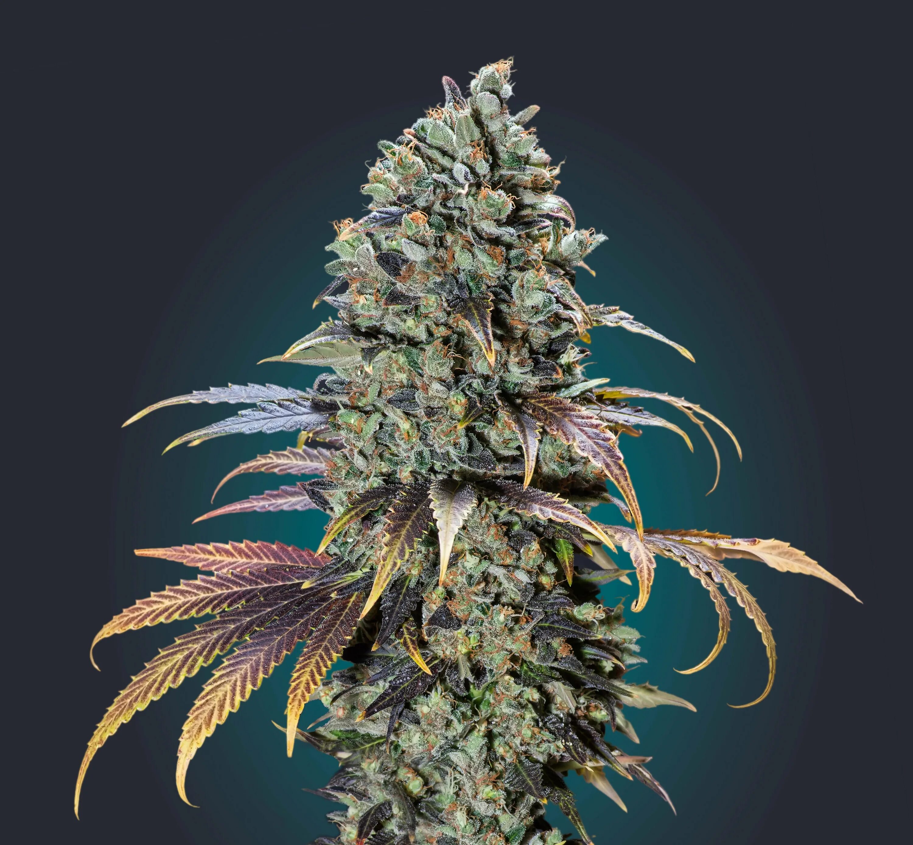 Seed 0