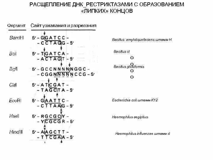 Ферменты расщепляющие днк. Расщепление ДНК рестриктазами. Расщепление ДНК рестриктазами с образованием липких концов. Схема расщепления ДНК. Расщепление ДНК С помощью рестриктаз.