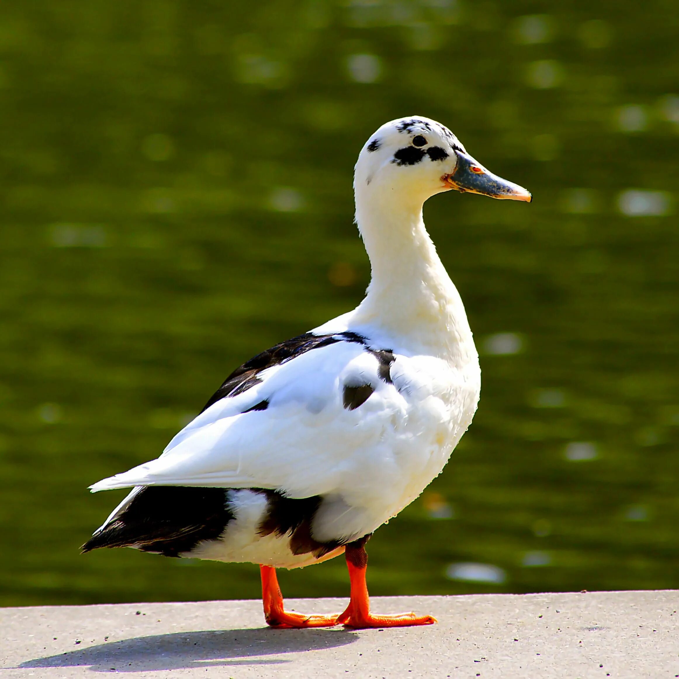 Duck duck images