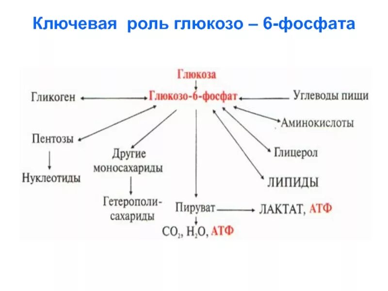 Роль глюкозы в живых организмах. Пути использования глюкозо-6-фосфата. Пути превращения глюкозо-6-фосфата. Пути образования Глюкозы 6 фосфат.