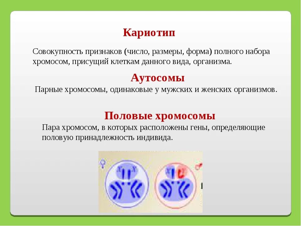 Все хромосомы кроме половых. Половые хромосомы. Аутосомы и половые хромосомы. Половые хромосомы в кариотипе. Кариотип совокупность всех генов в организме.