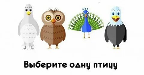 Птицы выбирая