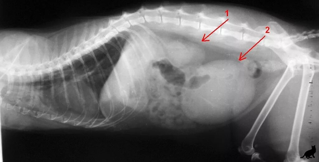 Селезенка кота. Уролитиаз у кошек рентген. ХПН кошек рентген почек.