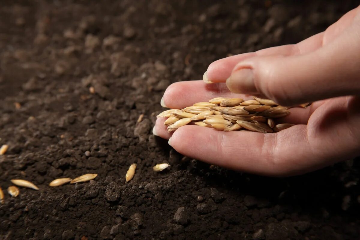 Зерно сеят. Посев зерна. Семена. Семена для посева. Зернышко в земле.