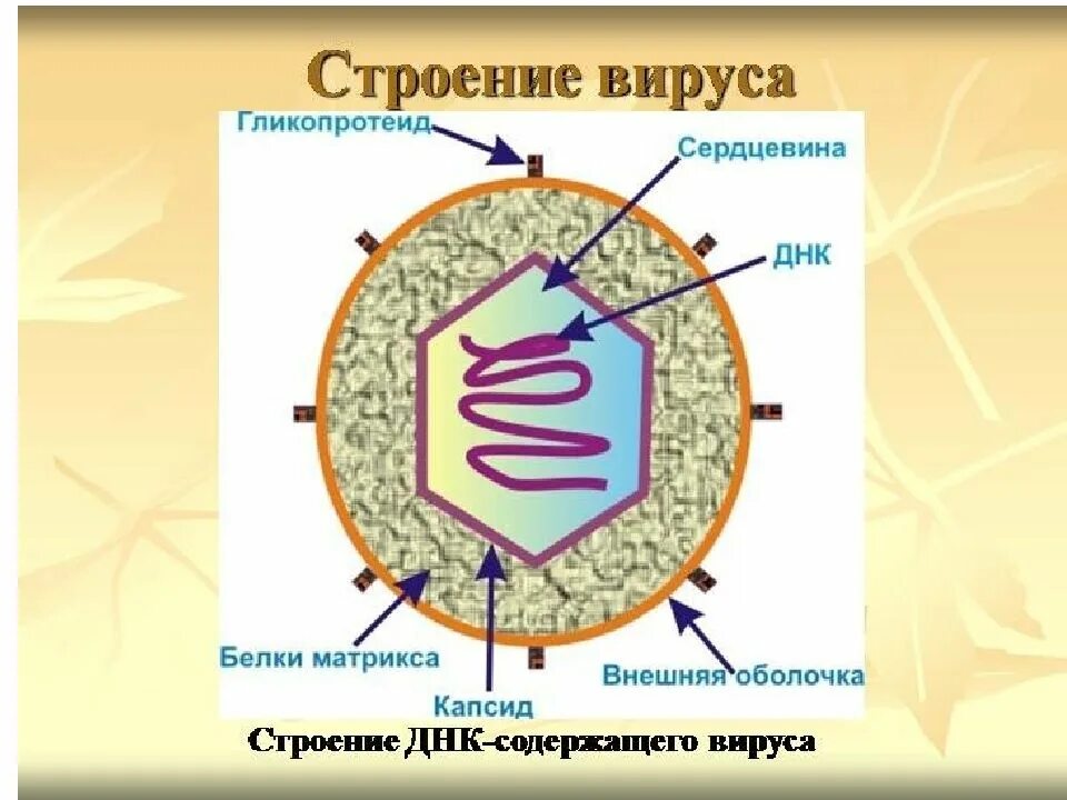 Каковы особенности строения вирусов расскажите