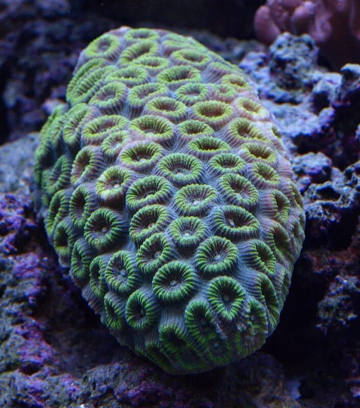 Губки моллюски. Губки Porifera Spongia. Фавия коралл. Губка Геодия. Фавия зеленая, m/Favia SP. (Green).