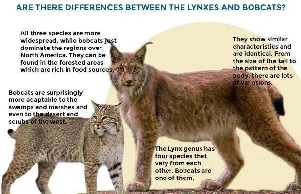Рысь какой род. Рысь бобкэт с человеком. бобкэт и рысь разница. lynx bobcat отличия. чем питается рысь в домашних условиях.