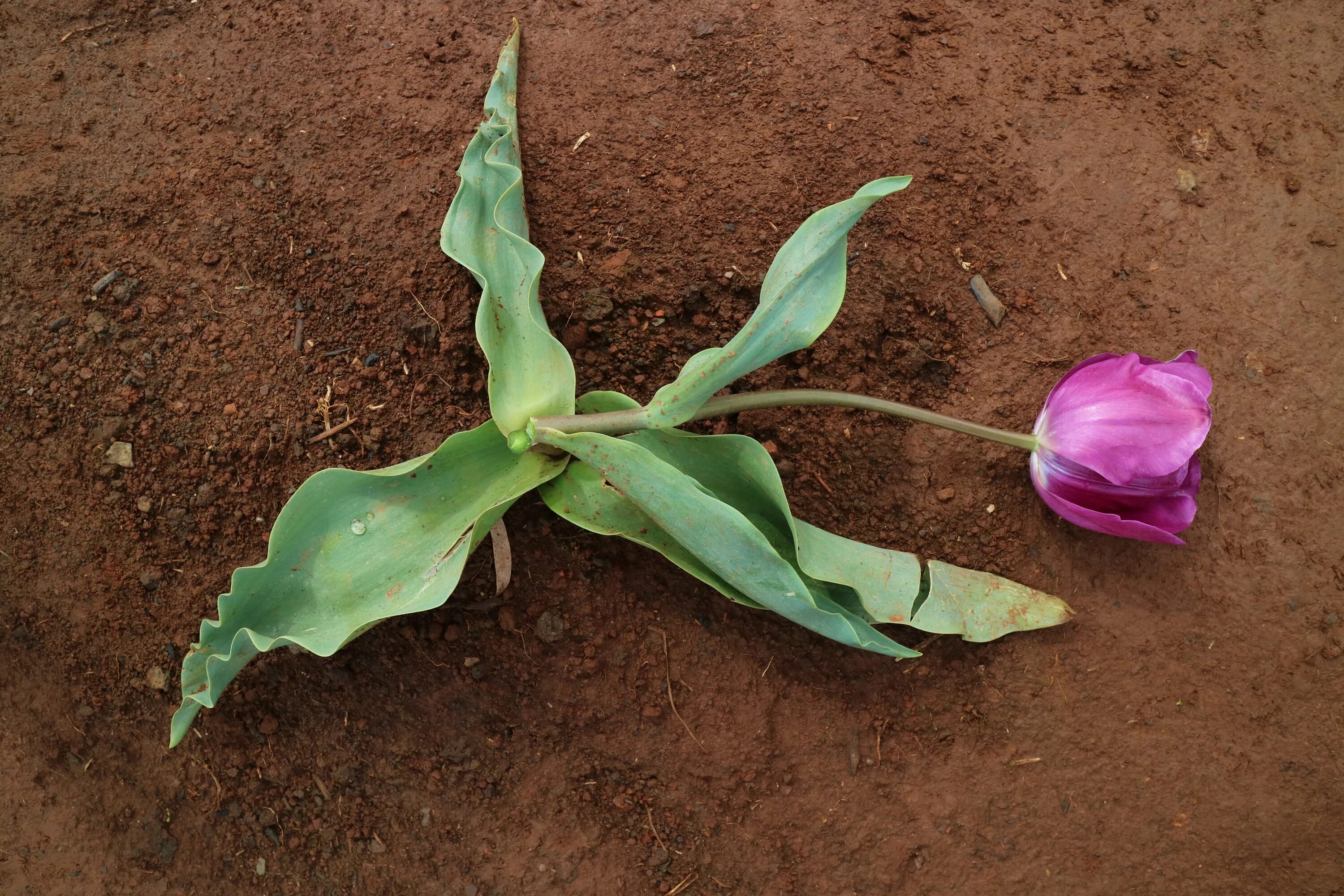 Тюльпан Морнингстар. Умирающие растения. Стебель тюльпана. Цветок на земле.