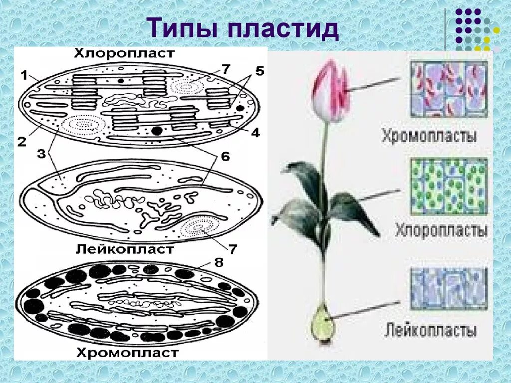 Красные хлоропласты. Пластиды лейкопласты. Строение хлоропласта лейкопласта и хромопласта. Пластиды хлоропласты. Хлоропласты хромопласты лейкопласты.