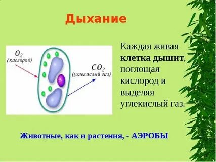 Как дышит клетка