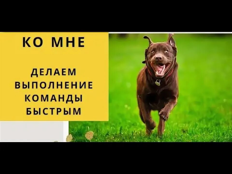 Как приучить к команде ко мне. Научить щенка команде ко мне. Как научить собаку командам. Как приучить к команде ко мне. Дрессировка собак команда ко мне.