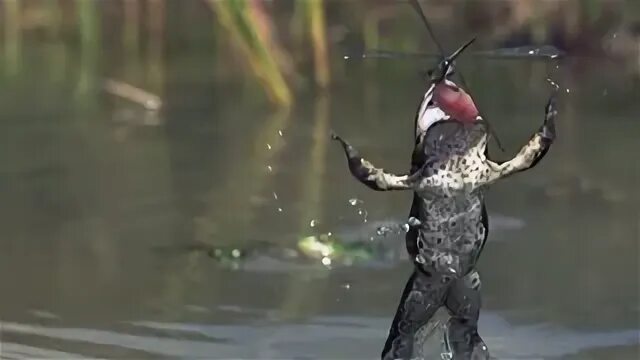 Лягушка охотится
