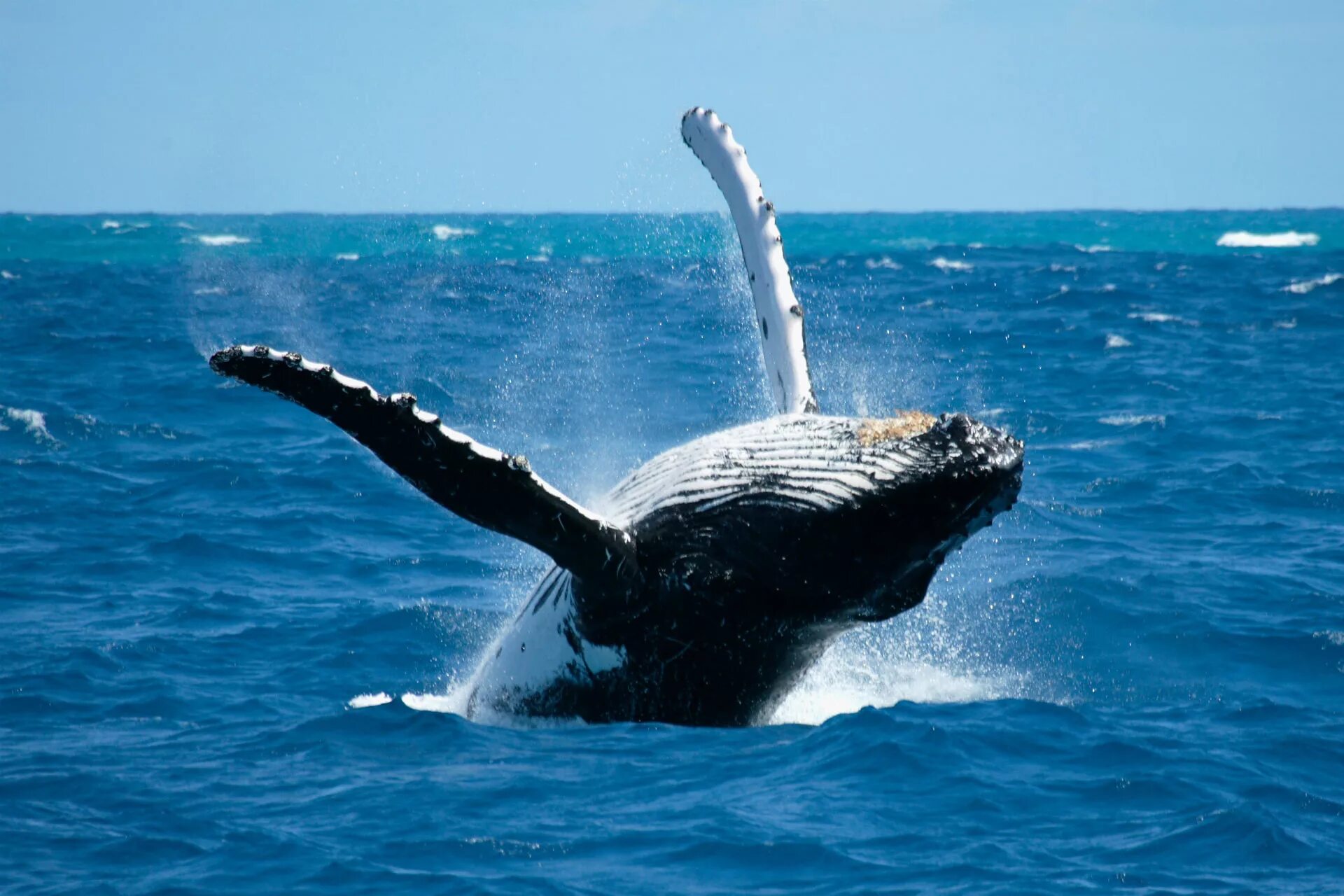 Киты атлантического океана. Горбатый кит Доминикана. Горбач горбатый кит. Горбатый кит Атлантического океана. Горбатые киты Доминикана.