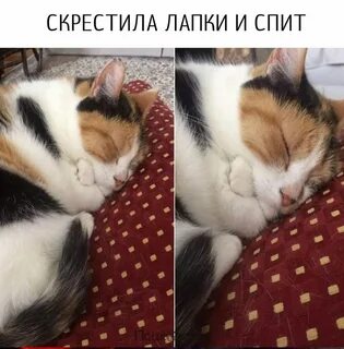 Поджать лапки