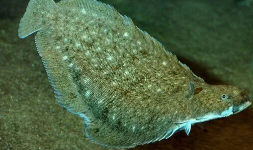 морской язык черноморский. европейская солея европейский морской язык. каракос рыба черноморская. европейская солея пангасиус. европейская солея пангасиус.