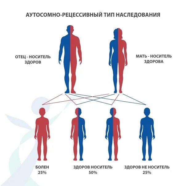 Аутосомно-рецессивный Тип наследования патологии. Аутосомно-доминантный Тип наследования схема. Родословная с аутосомно-доминантным типом наследования. Аутосомно-рецессивный Тип наследования схема. Аутосомно рецессивные наследственные заболевания