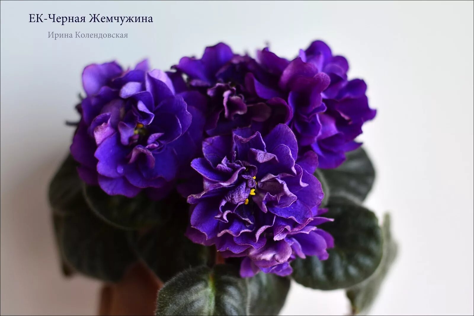 Фиалка жемчужина фото. Фиалка ек черная жемчужина. сенполия ек-черная жемчужина. фиалка сорт черная жемчужина. фиалка ек черный жемчуг.