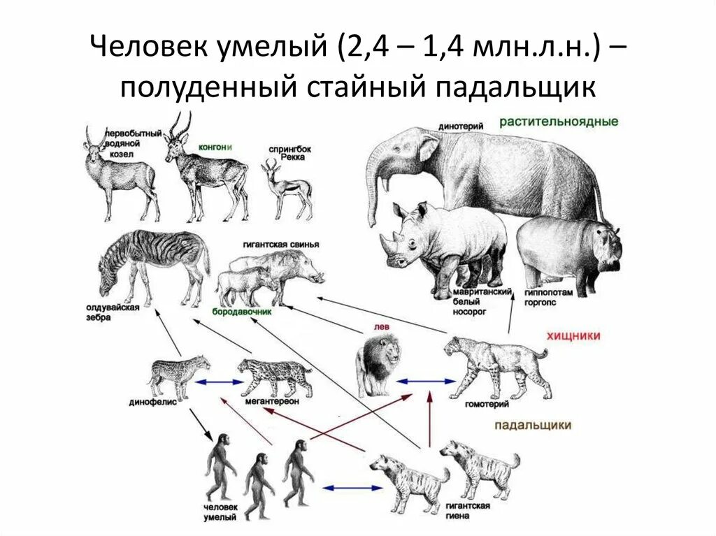 Строго травоядный человек. Пищевая цепочка травоядных животных. Пищевая цепочка хищников. Пищевая цепочка млекопитающих. Схема плотоядные и травоядные.