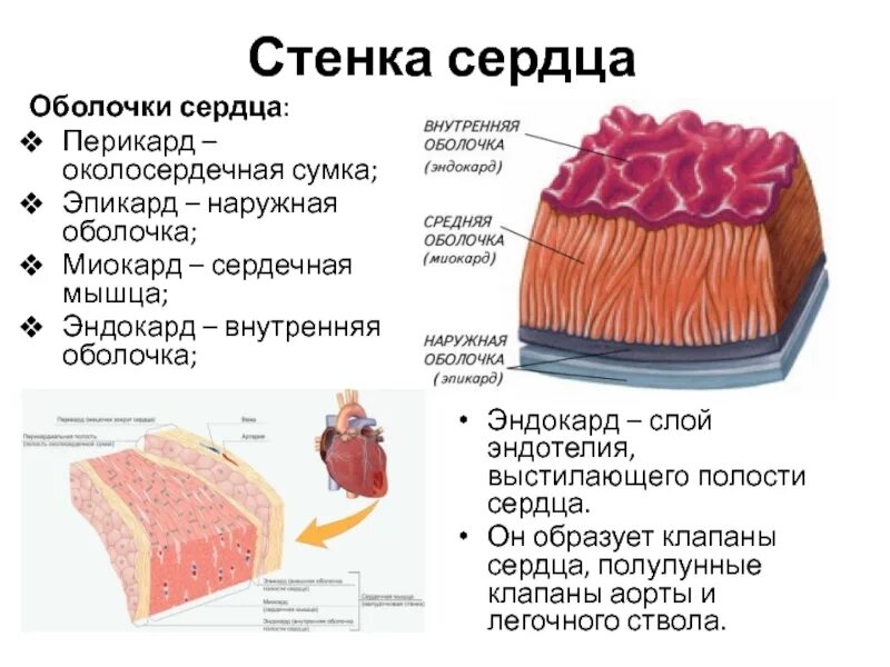 Оболочка выстилающая изнутри