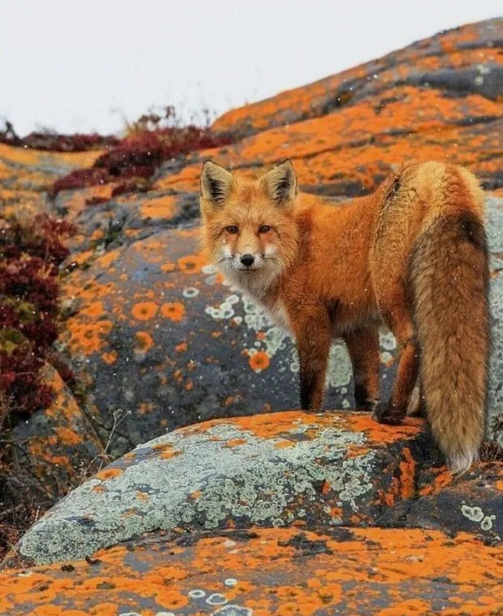 Лиса осенью фото. The Fox. Лиса в Армении. Африканская лиса.