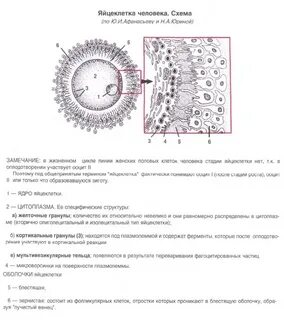Функция кортикальных гранул яйцеклетки