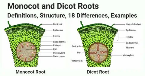 Define root